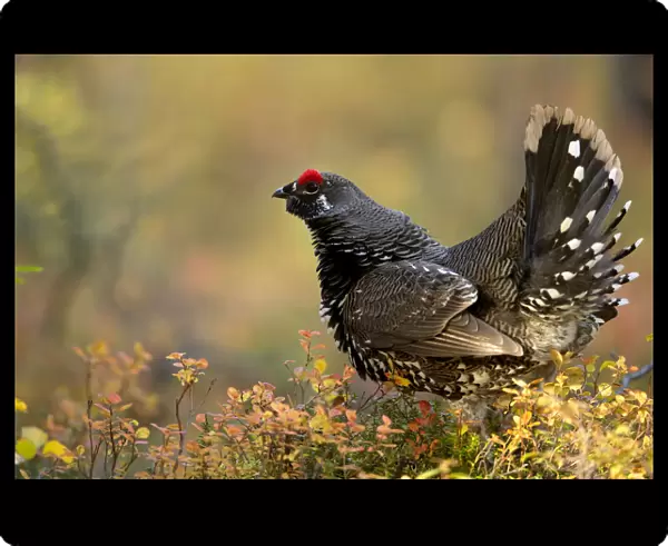 Spruce grouse (Falcipennis canadensis) in forest, Denali National Park, Alaska, USA