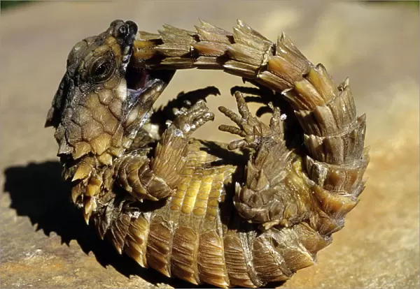 Armadillo Lizard (Cordylus cataphractus) biting its own tail while trying to