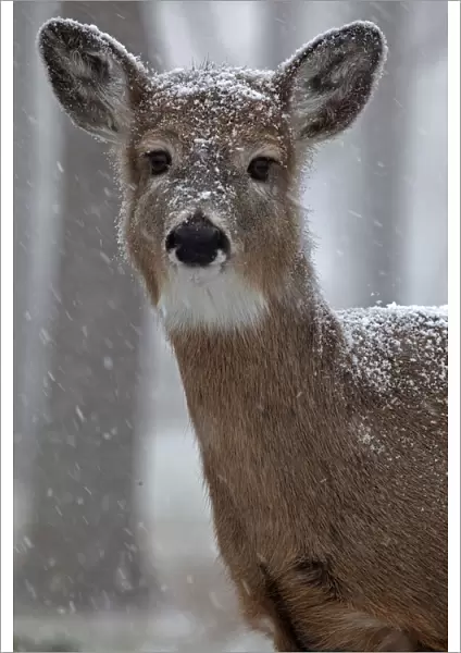 White-tailed deer (Odocoileus virginianus) in snow, New York, USA, winter