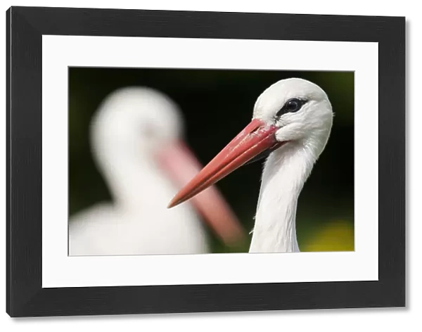 White stork (Ciconia ciconia) adult portrait, captive, Vogelpark Marlow, Germany, May