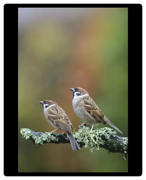 Tree sparrows (Passer montanus) perching on a branch in the rain. Perthshire, Scotland