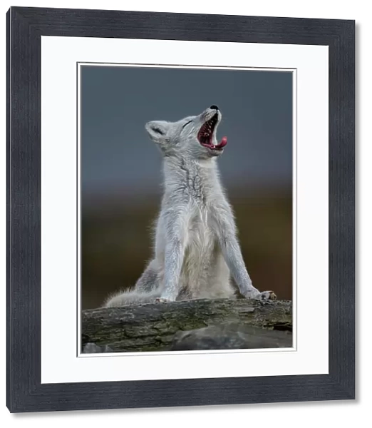 Arctic Fox (Alopex  /  Vulpes lagopus) yawning, during moult from grey summer fur to winter white