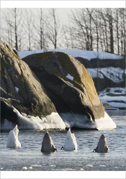 Mute Swans (Cygnus olor) foraging, southwest Finland, February