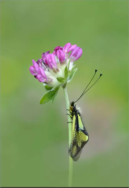 Owlfly sulphur (Libelloides coccajus) on flower, near Gavarnie, Pyrenees National Park