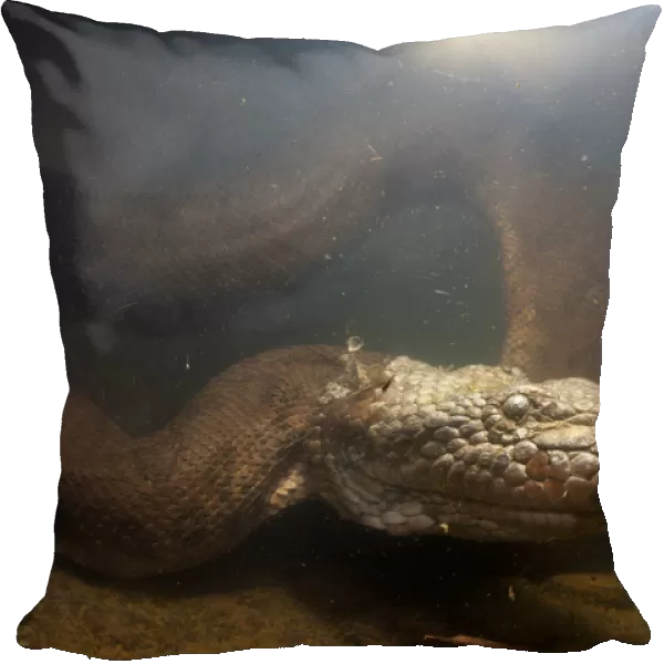 Green anaconda (Eunectes murinus) underwater, flicking tongue, Formoso River, Bonito