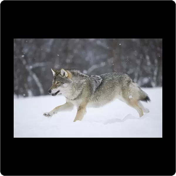 RF- European grey wolf (Canis lupus) running through snow in birch forest, Tromso, Norway