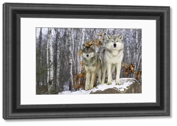 Grey wolf (Canis lupus), two animals in winter, captive, USA