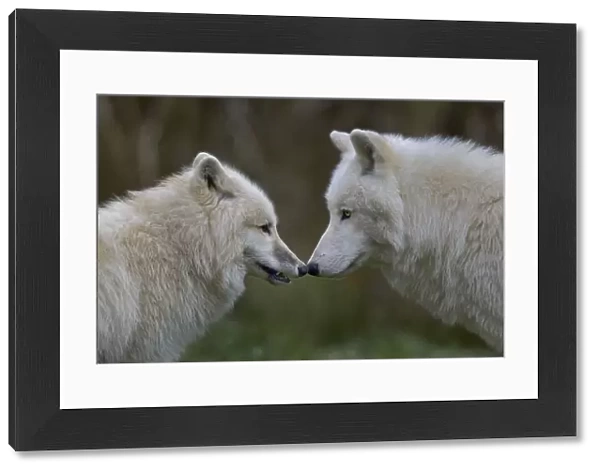 Arctic wolf (Canis lupus) male and female, captive