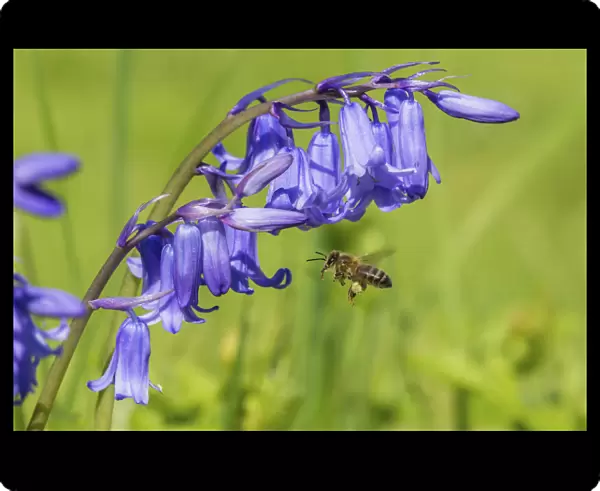 Honeybee (Apis mellifera) flying to Bluebell flowers (Hyacinthoides non-scripta) Monmouthshire