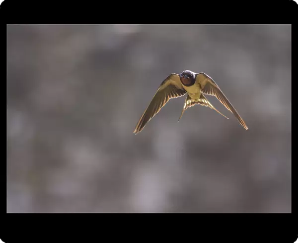 Barn swallow (Hirundo rustica), Monmouthshire, Wales, UK, July