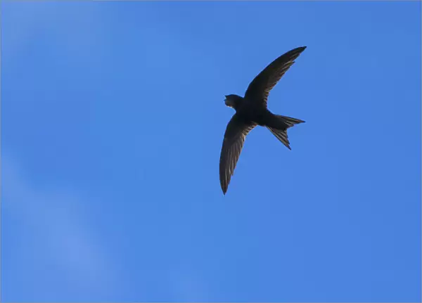 Swift (Apus apus) in flight, Monmouthshire, Wales, UK, July