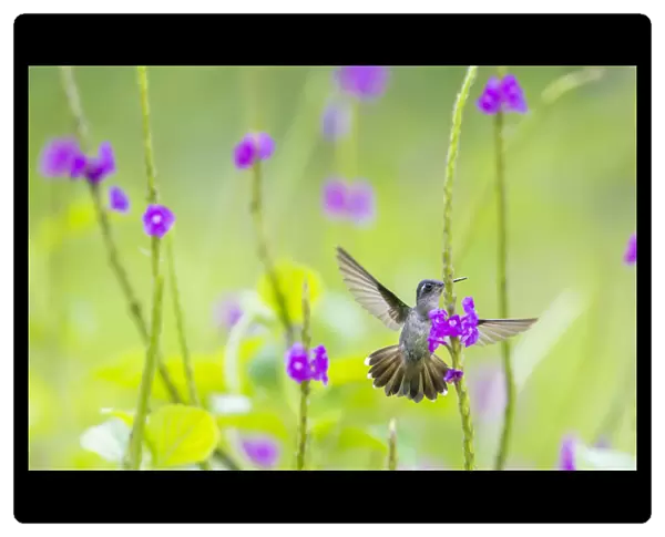 Violet headed hummingbird (Klais guimeti) female visiting Porterweed (Stachytarpheta sp