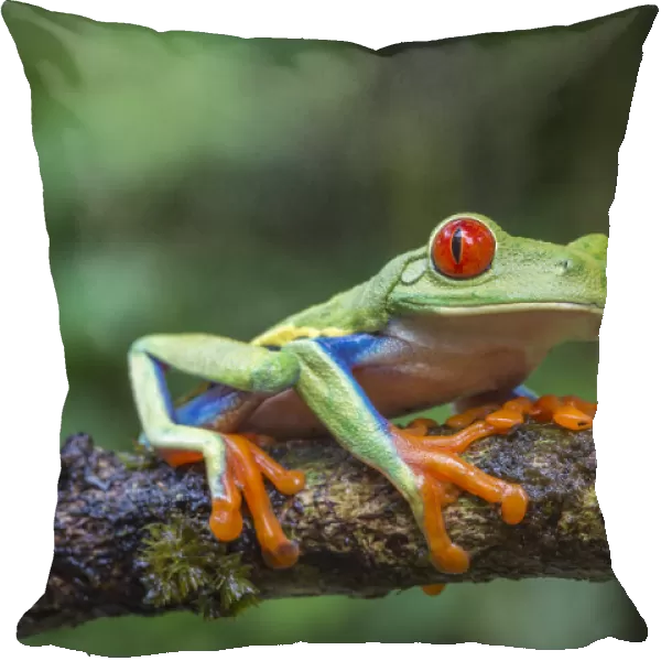 Red eyed tree frog (Agalychnis callidryas) La Selva Field Station, Costa Rica