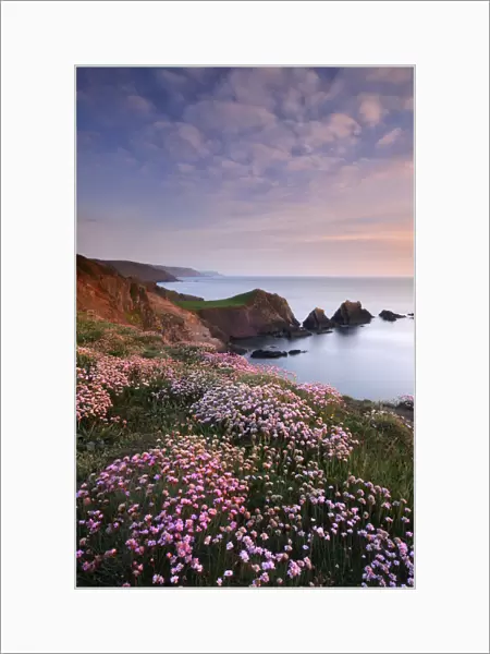 Hartland Quay, coastline with flowering Thrift (Armeria maritima) North Devon, UK