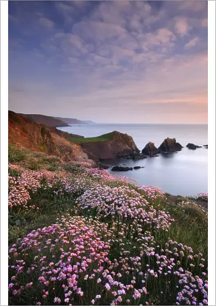 Hartland Quay, coastline with flowering Thrift (Armeria maritima) North Devon, UK