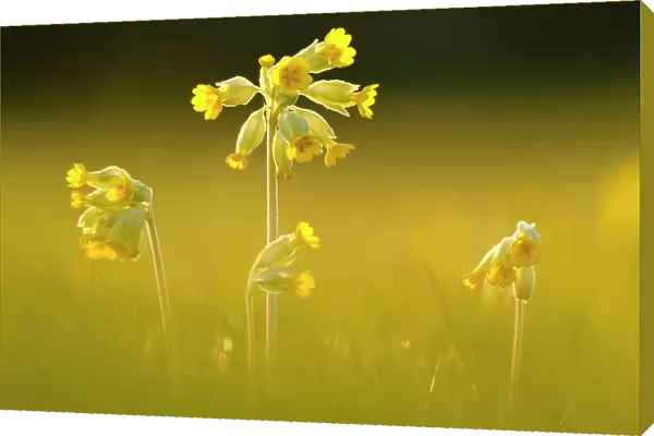 Cowslips (Primula veris) backlit in evening light, Durlston Country Park, near Swanage, Dorset, UK, April