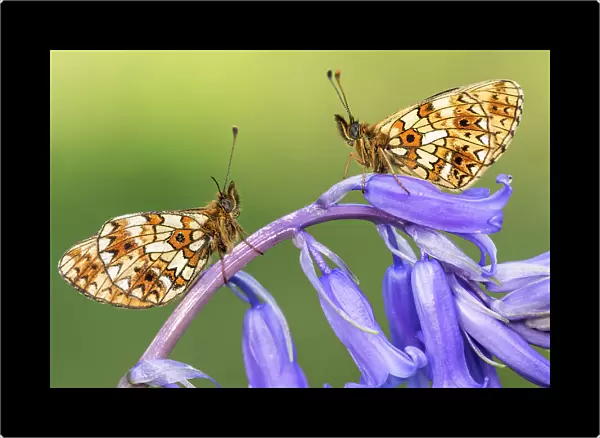 Two small pearl-bordered fritillary butterflies (Boloria selene) resting on bluebell, Marsland mouth, North Devon, UK. May 2017