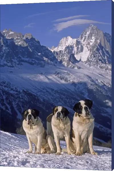 Domestic dog, St. Bernard  /  Alpine Mastiff, three on snow in Alps, France