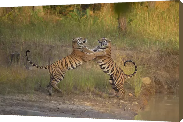 Bengal Tigers (Panthera tigris) sub-adults, approximately 17-19 months old, playfighting