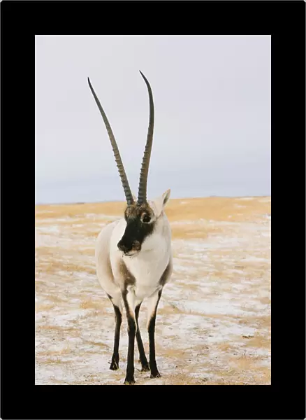 Tibetan antelope (Pantholops hodgsonii) male, Kekexili, Qinghai, Tibetan Plateau