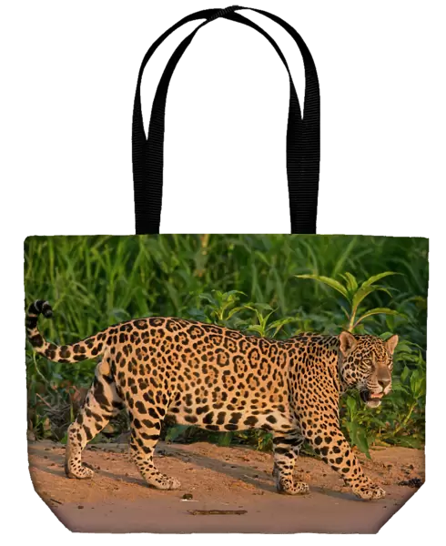 Jaguar (Panthera onca) male walking, Pantanal, Brazil