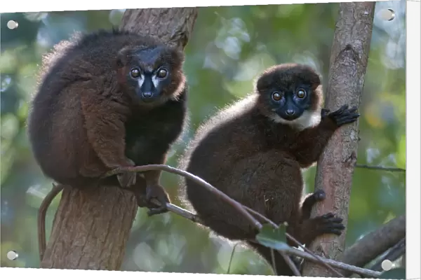 Red-bellied Lemur (Eulemur rubriventer) pair, Ialasatra, Madagascar