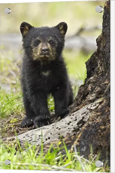 American Black Bear (Ursus americanus) cub. Yellowstone National Park, Wyoming, June