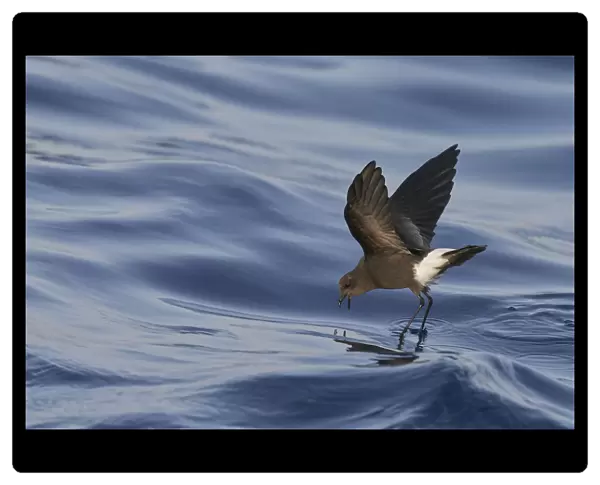 Wilsons Storm Petrel (Oceanites oceanicus) feeding whilst walking on water