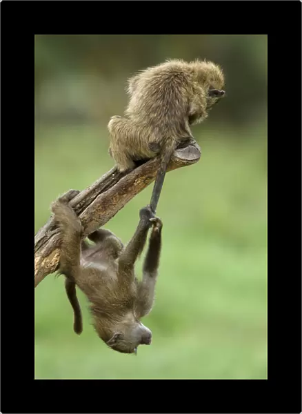 Young Olive baboons (Papio hamadryas anubis) playing with one hanging from the others tail