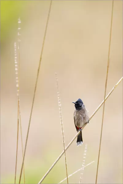 Red-vented bulbul (Pycnonotus cafer) Bandhavgarh National Park, India, March