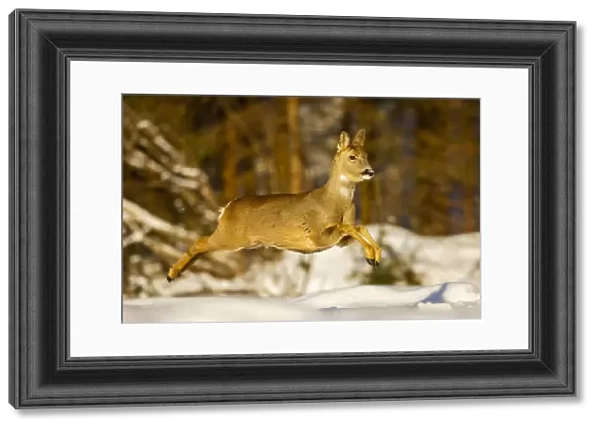 Roe deer (Capreolus capreolus) female leaping in snow, Southern Norway, March