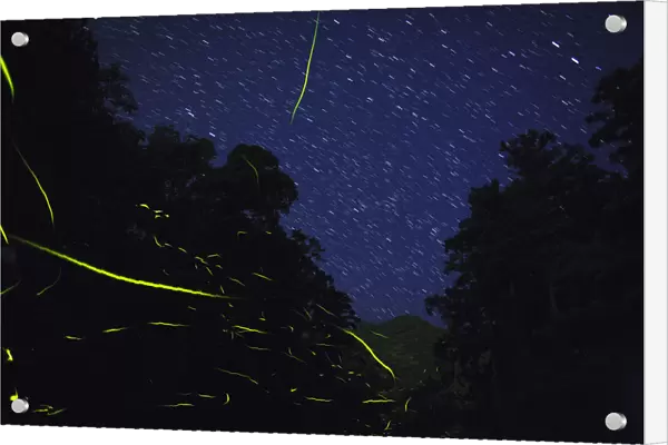 Japanese fireflies (Luciola cruciata) in flight at night, endemic species, Yaku-shima