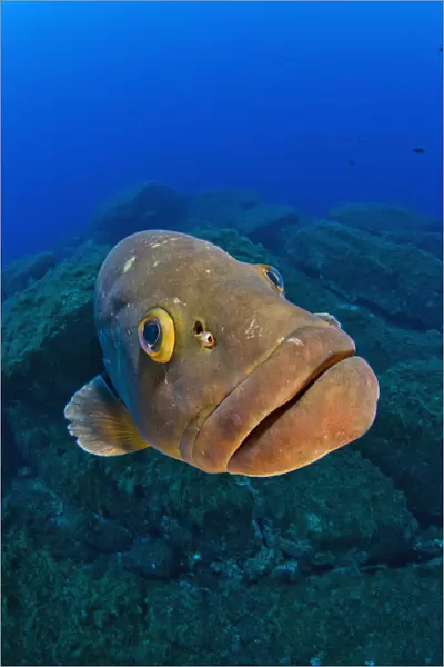 A portrait of a large male Dusky grouper (Epinephelus marginatus). Lavezzi Islands
