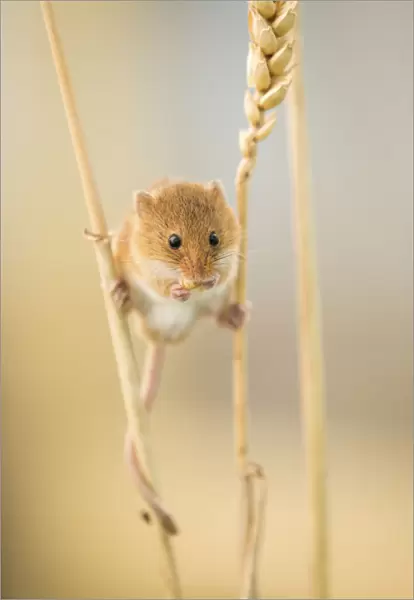 Harvest mouse (Micromys minutus) on wheat stem feeding, Devon, UK, July. Captive