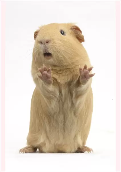 Yellow Guinea pig standing up and squeaking, against white background