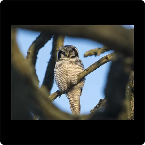 Northern Hawk-Owl (Surnia ulula) seen through branches, southwest Finland, February