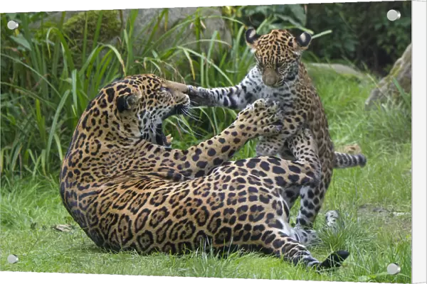 Female Jaguar (Panthera onca) playing with her cub, captive, occurs in Southern