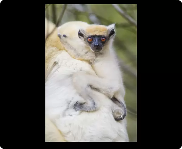 Infant Golden-crowned Sifaka (Propithecus tattersalli) on its mothers back. Forests
