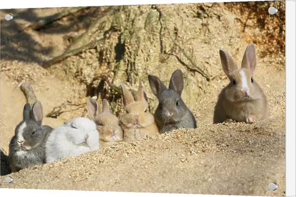 Feral domestic rabbit (Oryctolagus cuniculus) babies resting near burrow, Okunojima Island
