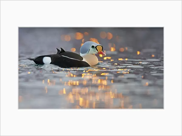 Male King eider duck (Somateria spectabilis) on water, Batsfjord, Norway, March