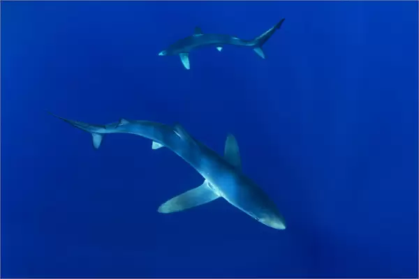 Blue sharks (Prionace glauca) Faial Island, Azores, Portugal, Atlantic Ocean, September