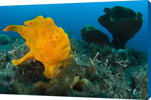 Golf-ball sized Painted frogfish (Antennarius pictus) waiting to ambush prey disguised