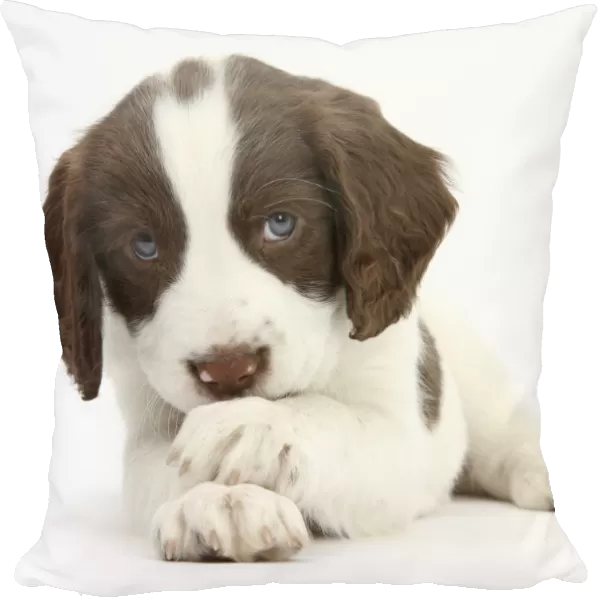 Working English Springer Spaniel puppy, 6 weeks, lying with crossed paws