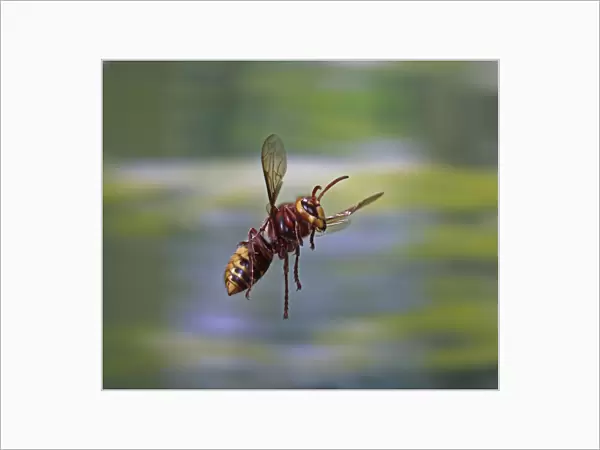 European hornet (Vespa crabro) worker in flight, Surrey, England, August