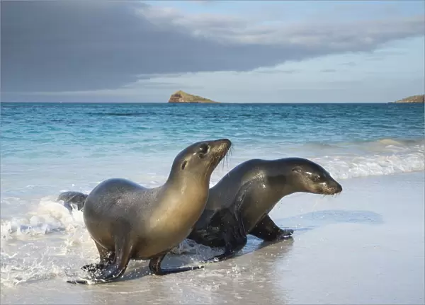 Galapagos sea lion (Zalophus wollebaeki) emerging from water, Galapagos