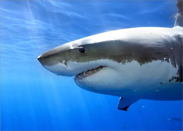 Great white shark (Carcharodon carcharias) Guadalupe Island or Isla Guadalupe, Pacific Ocean