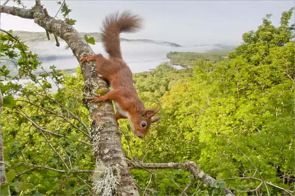 Red squirrel (Sciurus vulgaris) on branch in oak woodland with Loch Awe in background