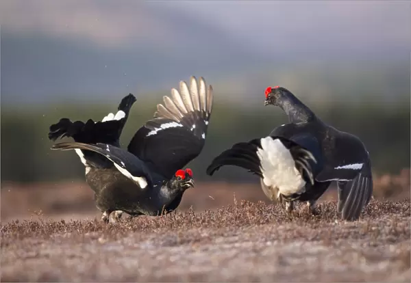 Two Black grouse (Tetrao tetrix) males displaying at a lek site at dawn, Cairngorms National Park