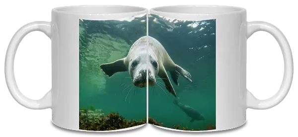 Grey seal (Halichoerus grypus) swimming towards camera, Orkney, Scotland, UK, August