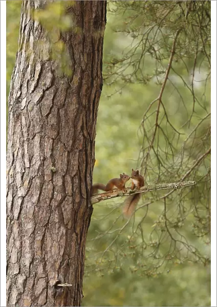 Two young Red squirrels (Sciurus vulgaris) near drey, Cairngorms National Park, Highlands